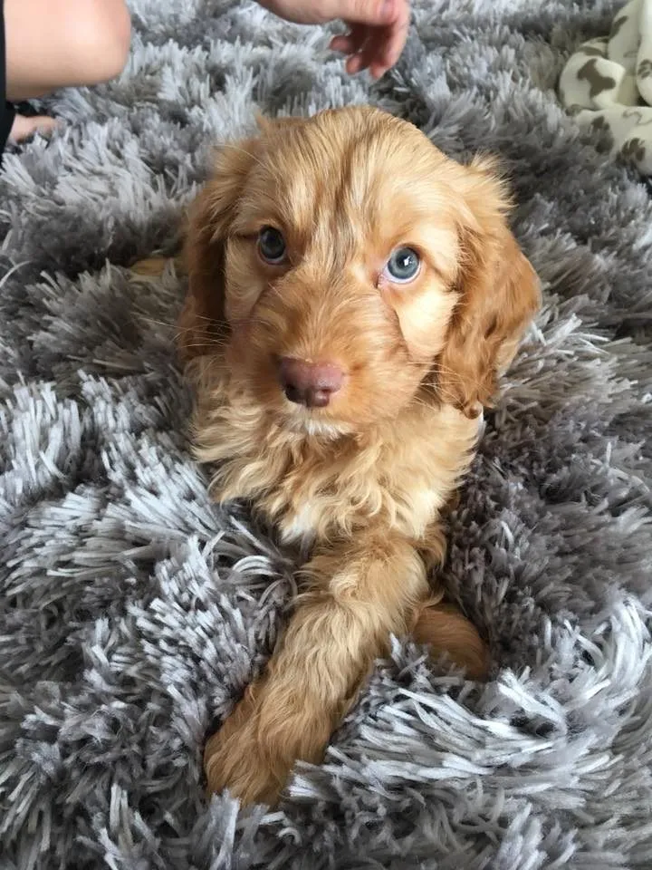 Apricot Cockapoo