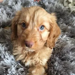 Best dog food for cockapoo puppies 2 Best dog food for cockapoo puppies
