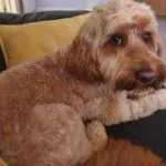 toy cockapoo full grown