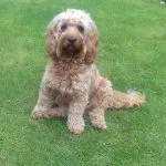 toy cockapoo full grown