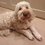 toy cockapoo full grown