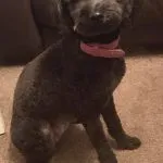 fully grown poodle toy cockapoo