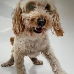 toy cockapoo full grown