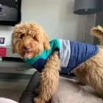 toy cockapoo full grown