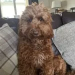 toy cockapoo full grown