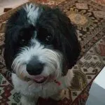 toy cockapoo full grown