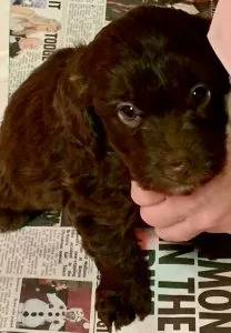 Red Cockapoo 7 ruby red cockapoo puppy