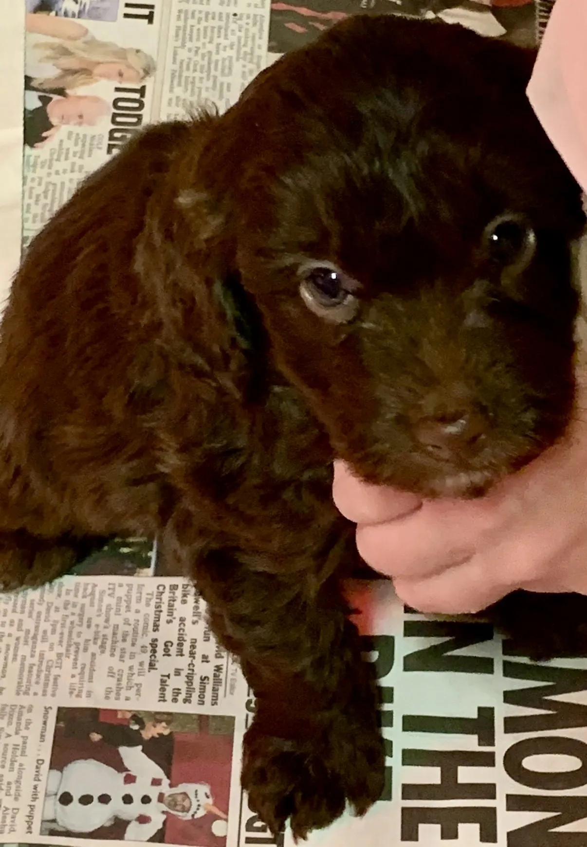 the most adorable cockapoo puppies