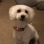 toy cockapoo full grown