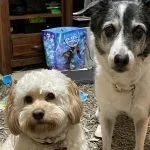 toy cockapoo full grown