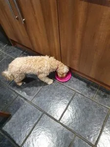 cockapoo dog food wet or dry food