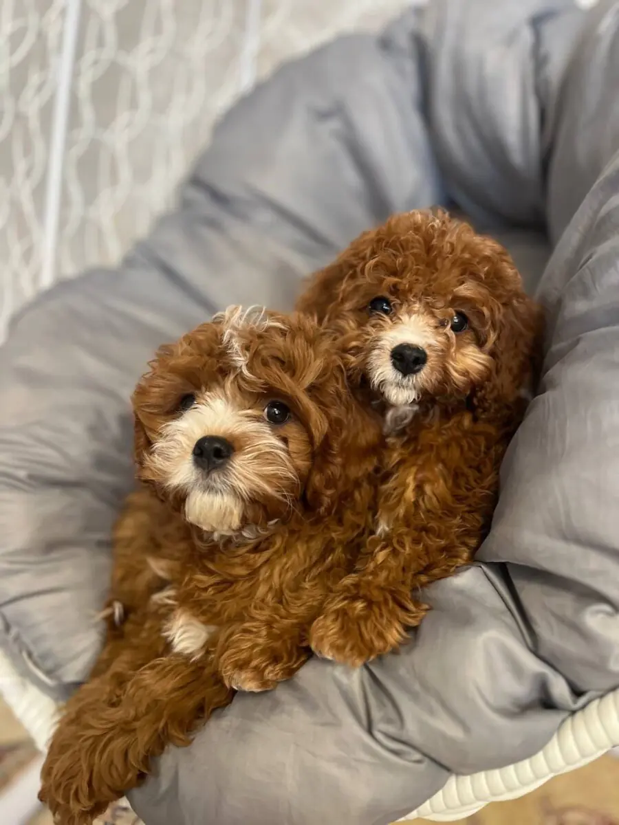 Cockapoo Puppies for Sale in Cambridgeshire ( & East of England) 2025 1 Adorable-towo-tone-cockapoo-puppies-available-in-cambridgeshire