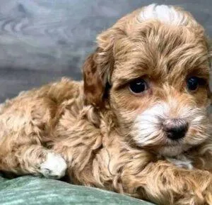 Cockapoo-Breeders-New-York-NY