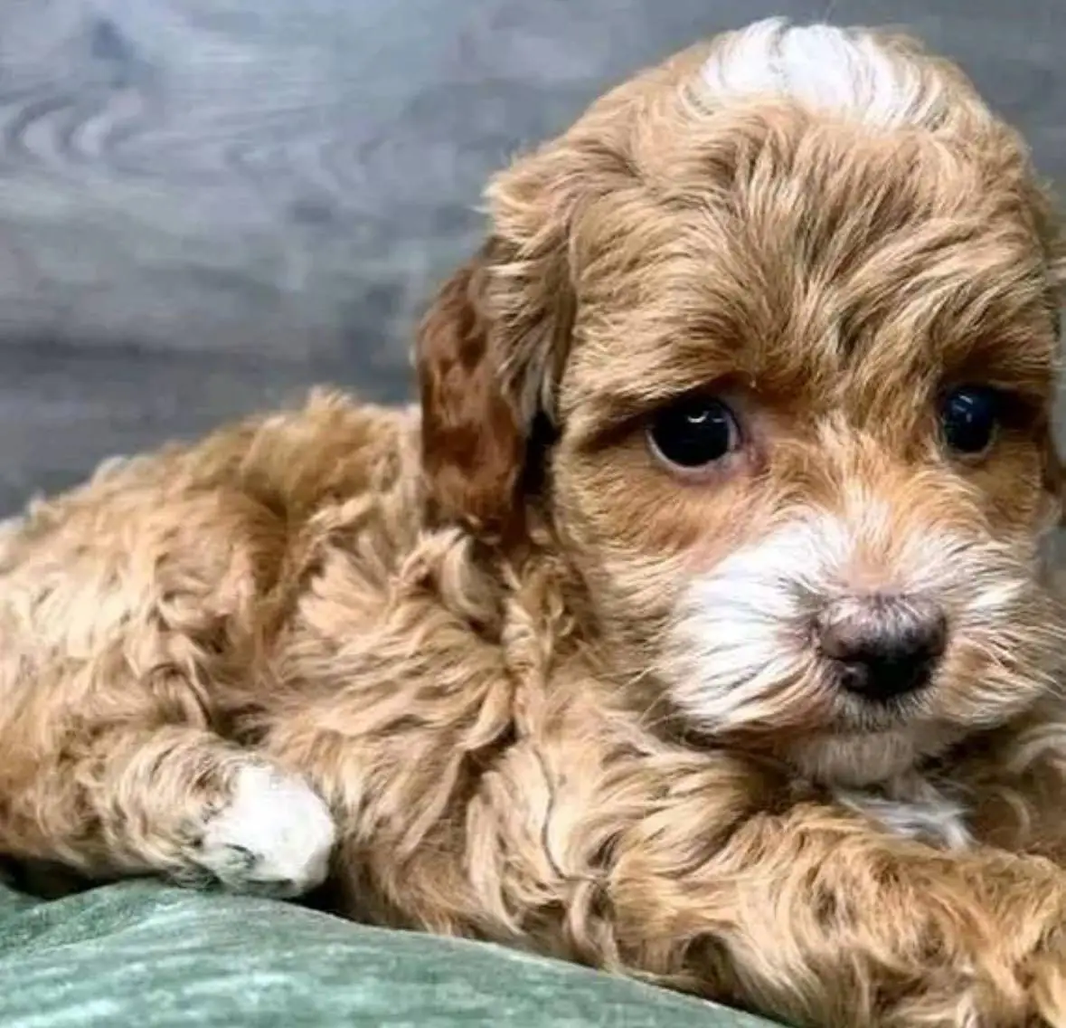 Cockapoo-Breeders-New-York-NY