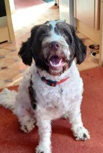 Cockapoo Rescue Midlands and East Anglia 4 Cockapoo-Rescue-Dog-Derby-Harry-3-years-old