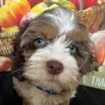 Rescue Cockapoo UK 2025: Miniature, Toy And Full Grown Cockapoos 4 Cockapoo-rescue-puppy-two-tone-coat-with-pale-blue-eyes