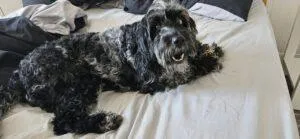 Cockapoo Rescue London 2 Ellie-Cockapoo-Rescue-In-South-London-chewing-a-dental-stick