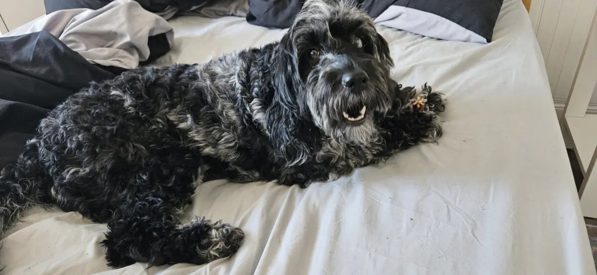 Rescue Cockapoo UK 2025: Miniature, Toy And Full Grown Cockapoos 1 Ellie-Cockapoo-Rescue-In-South-London-chewing-a-dental-stick