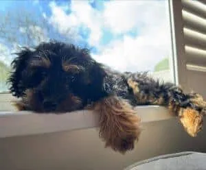 The Toy Cockapoo: Essential Facts, Insights and Pictures 2 Toy Cockapoo Gemma Fully Grown