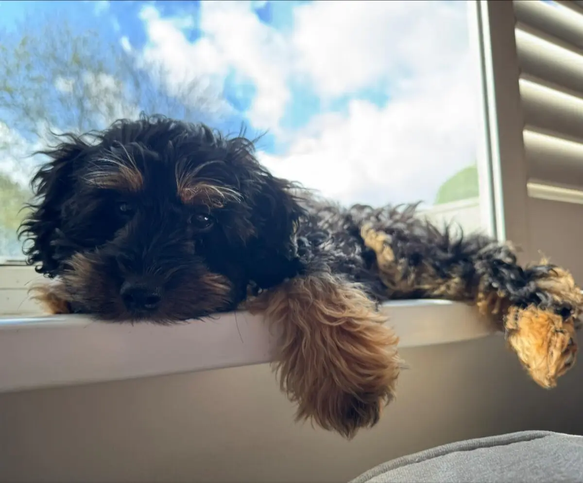 Toy Cockapoo Gemma Fully Grown