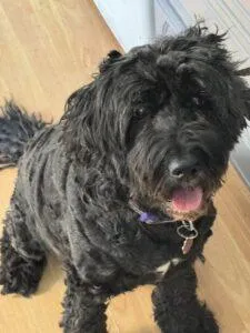 Cockapoo Rescue Midlands and East Anglia 2 black cockapoo rescue dog 4 years old male