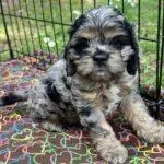 blue and red merle cockapoo named Alfie in his crate at 10 weeks of age