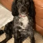 blue merle cockapoo rescue dog Mia 4 years old