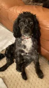 Do You Love Blue Merle Cockapoos? 5 Places To Search 3 blue merle cockapoo rescue dog Mia 4 years old