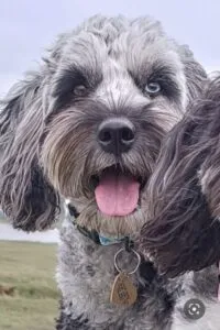 Do You Love Blue Merle Cockapoos? 5 Places To Search 2 Blue merle cockapoo with one hazel eye and one light blue eye