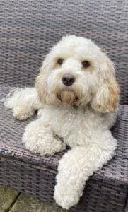 Cockapoo Rescue Midlands and East Anglia 5 Millie-cockapoo-rescue-dog-herefordshire-available now