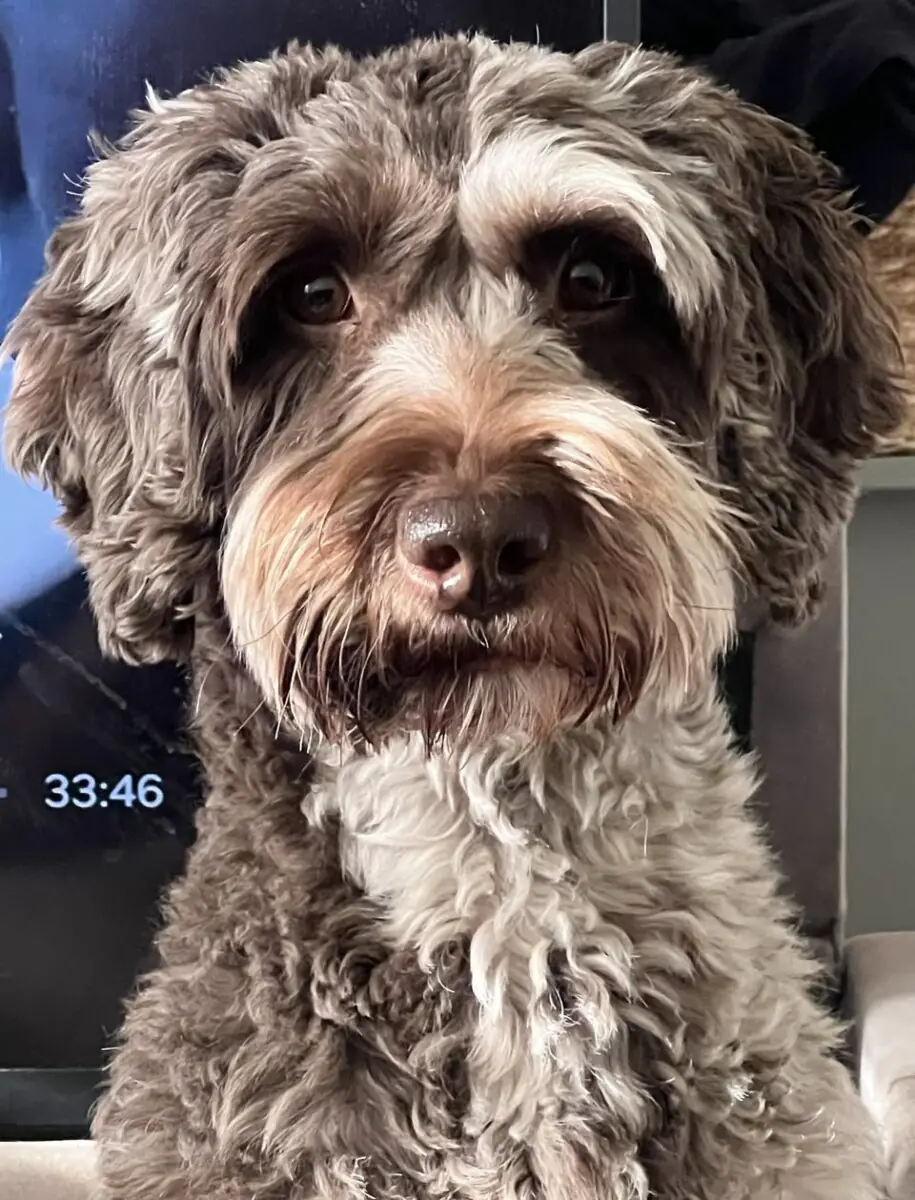 Cockapoo Rescue Midlands and East Anglia 1 Cockapoo Rescue Midlands and East Anglia 1