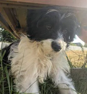 Cockapoo Rescue Midlands and East Anglia 3 cockapoo rescue puppy Cambridge available now