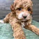 Rescue Cockapoo UK 2025: Miniature, Toy And Full Grown Cockapoos 2 miniature-cockapoo-boy-5-weeks-old-rescue