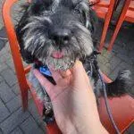 miniature-merle-cockapoo-14-months-old