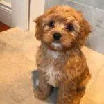 Rescue Cockapoo UK 2025: Miniature, Toy And Full Grown Cockapoos 3 miniature-rescue-cockapoo-puppy