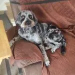Benny-the-blue-merle-cockapoo-13-years-old