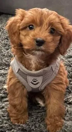 Cockapoo Sizes 2025: The Smart Guide To Ensure You Buy The Right Size Cockapoo 1 Toy Cockapoo