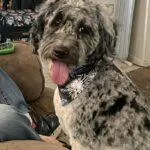 Alfred-a-white-and-black-merle-cockapoo